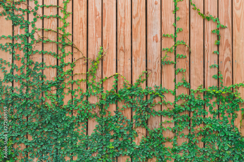 Beautiful Green ivy leaves climbing on  wooden wall. wood planks covered by green leaves. Natural background texture.