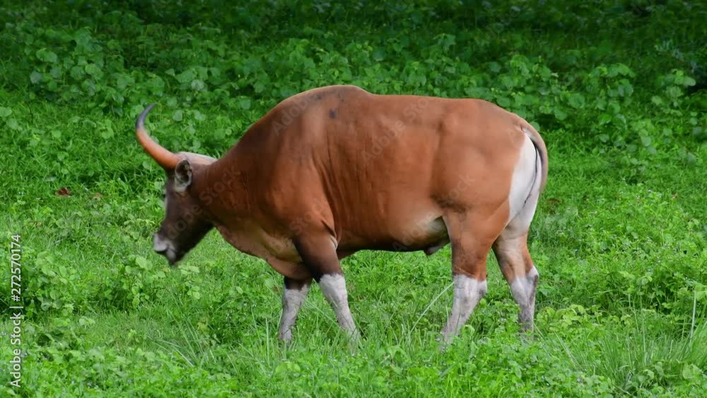 The Banteng or Tembadau, is a wild cattle found in the Southeast Asia and extinct to some countries; was domesticated and used as a beast of burden and meat, also known as the Bali Cattle. The Banteng or Tembadau, is a wild cattle found in the Southeast Asia and extinct to some countries; was domesticated and used as a beast of burden and meat, also known as the Bali Cattle.