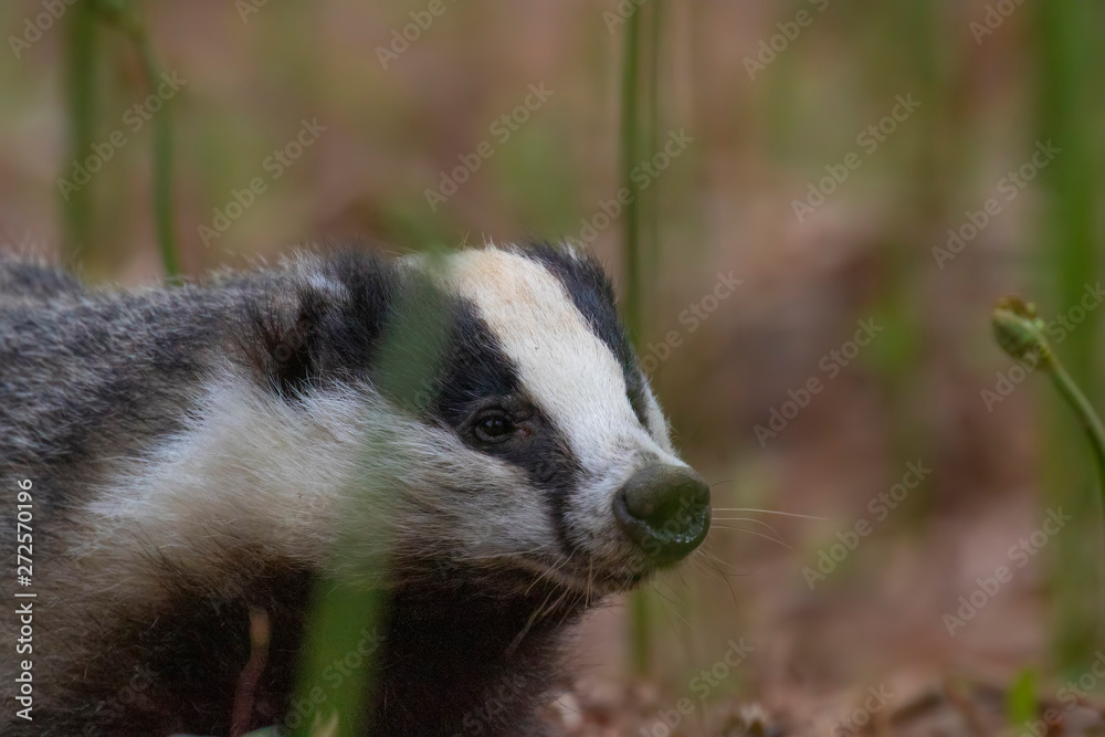 Badger, meles meles, browsing and eating, close to and in distance surrounded by bracken in a Scottish pine/birch forest during a June evening. Badger, meles meles, browsing and eating, close to and in distance surrounded by bracken in a Scottish pine/birch forest during a June evening.