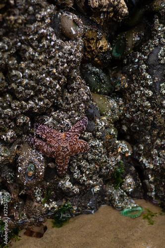Orange starfish on rock