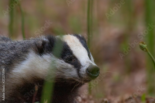 Badger, meles meles, browsing and eating, close to and in distance surrounded by bracken in a Scottish pine/birch forest during a June evening.