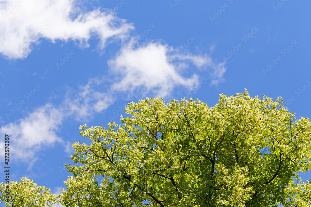 Green tree branch against the blue sky. In the sky, white oblok. Green tree branch against the blue sky. In the sky, white oblok.