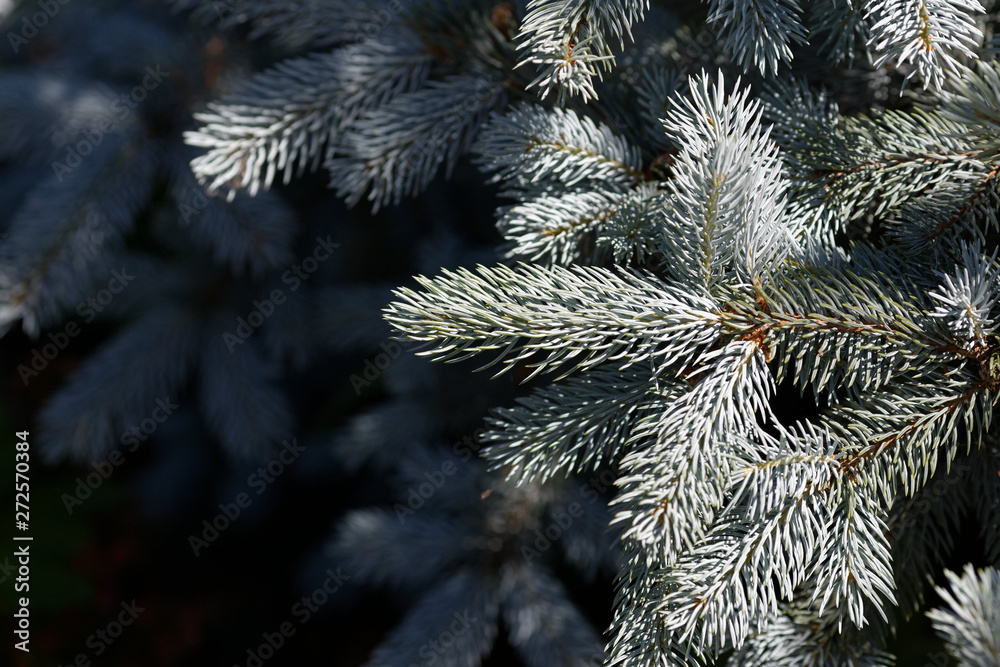 New needles on blue spruce branches. Branch closeup, blurred background. New needles on blue spruce branches. Branch closeup, blurred background.