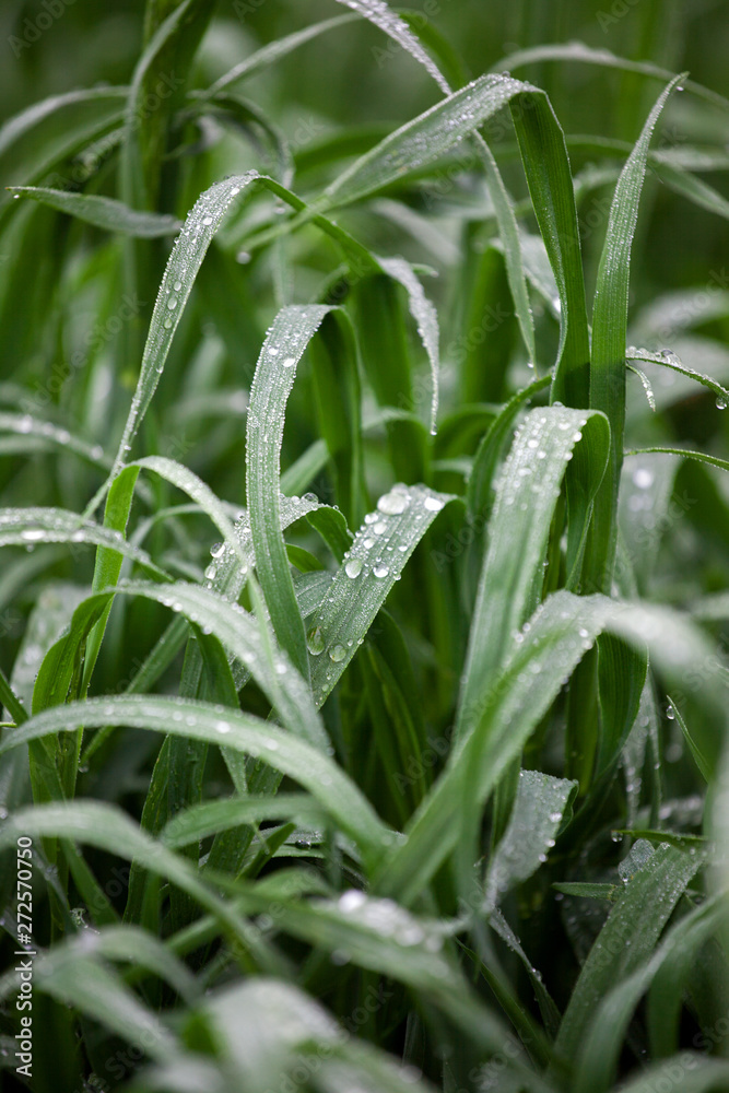 Water droplets on blades of grass after rain, greenery eco-friendly organic background, clearness, purity, freshness concept, ecology, summer natural plant Water droplets on blades of grass after rain, greenery eco-friendly organic background, clearness, purity, freshness concept, ecology, summer natural plant