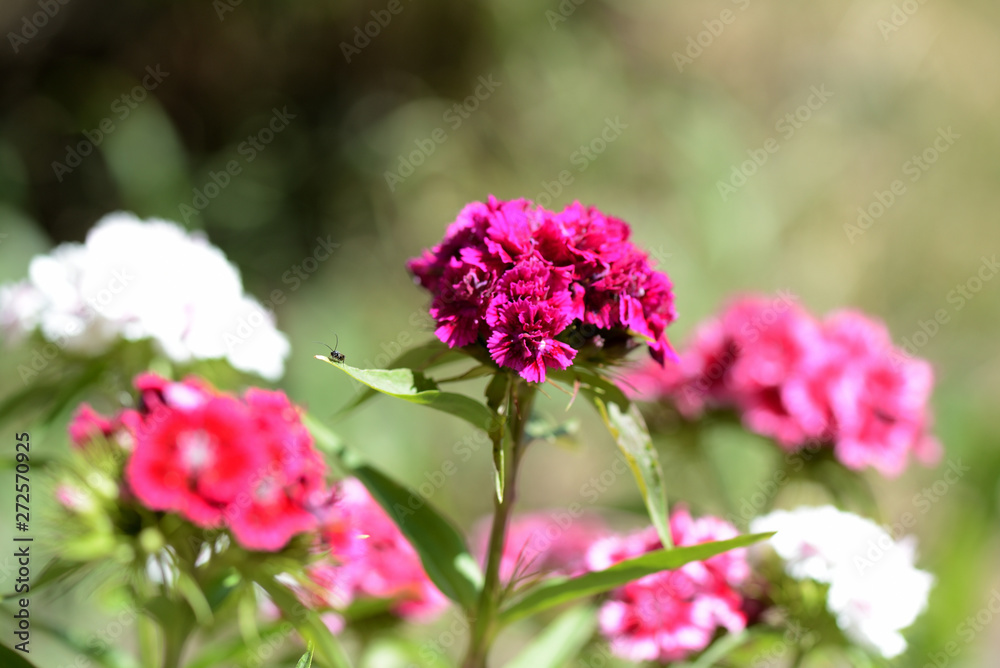 Beautiful sweet william flowers (Dianthus barbatus) in the garden close up Beautiful sweet william flowers (Dianthus barbatus) in the garden close up