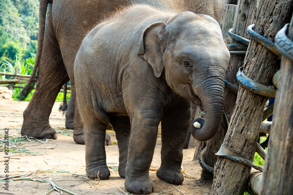 Fototapeta premium Happy elephants with littel baby enjoy life and eating grass at Chiang Mai elephant camp on the bright sunny day in Northern Thailand.