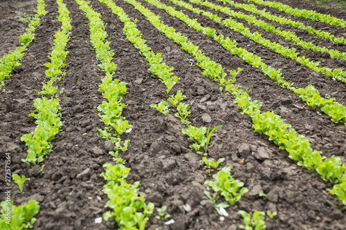 Leaves of young lettuce on the ground. Rows of stripes.