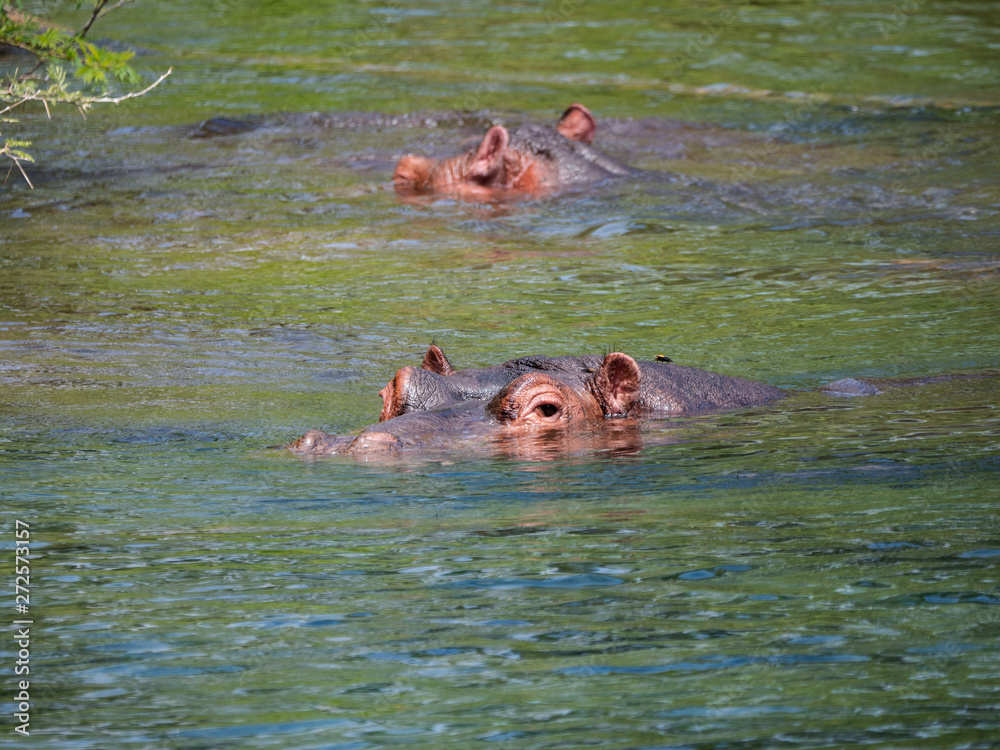 Hippos in Tsavo West National Park area, Kenya