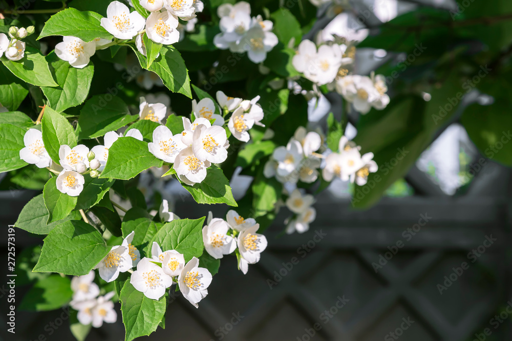 Natural floral tropical exotic botanical background with flowers. Gardening. A branch of delicate flowering white fragrant jasmine in the garden by the fence