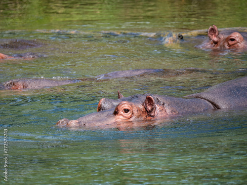 Hippos in Tsavo West National Park area, Kenya © hyserb