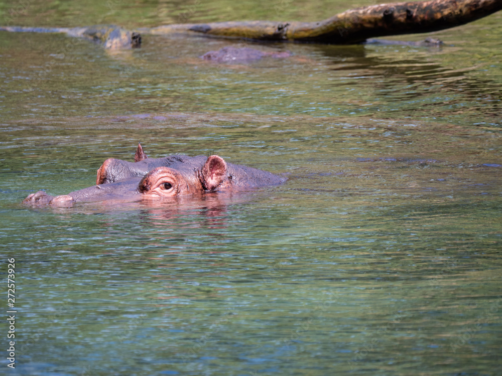 Fototapeta premium Hippos in Tsavo West National Park area, Kenya