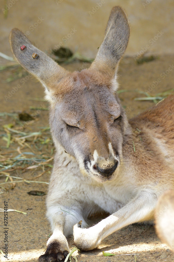 カンガルーの昼寝