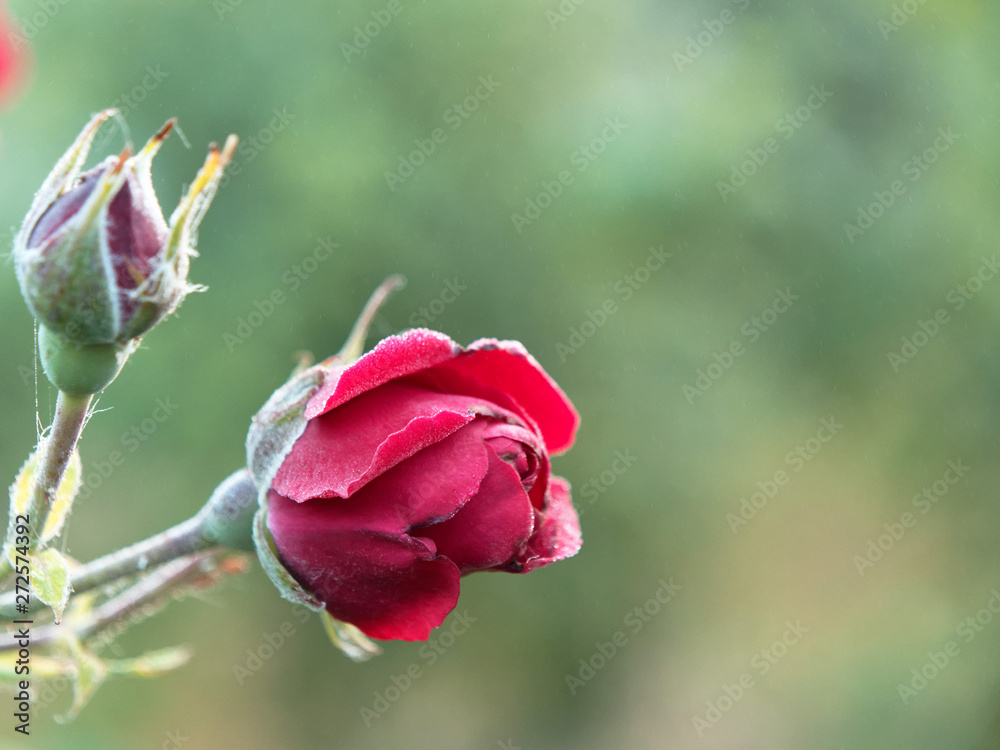 beautiful red garden rose in dew drops