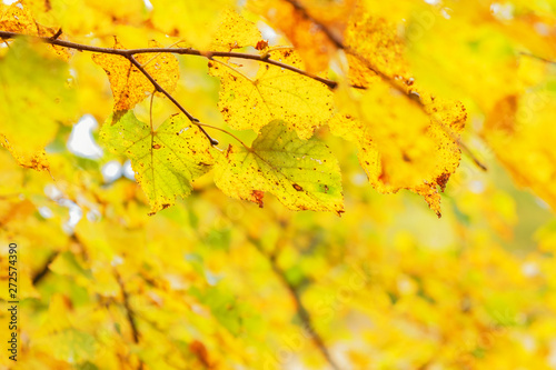 autumn yellow leaves