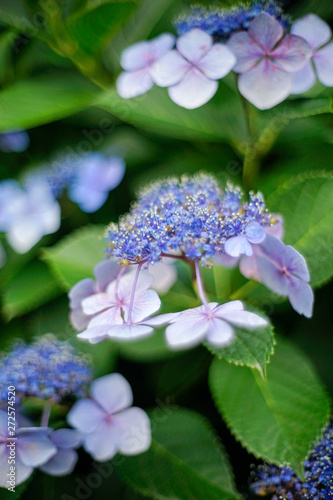 Wallpaper Mural アジサイの花びら Torontodigital.ca