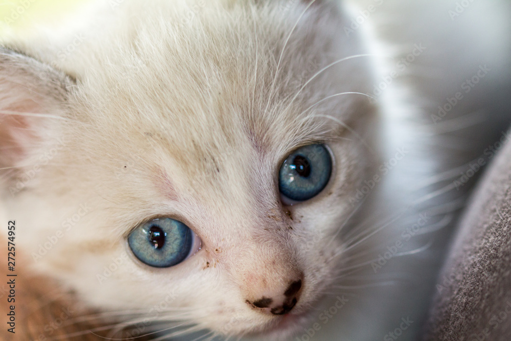 portrait of a kitten portrait of a kitten