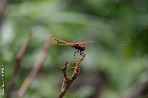 Red Veined Darter Dragonfly, Eastern Africa
