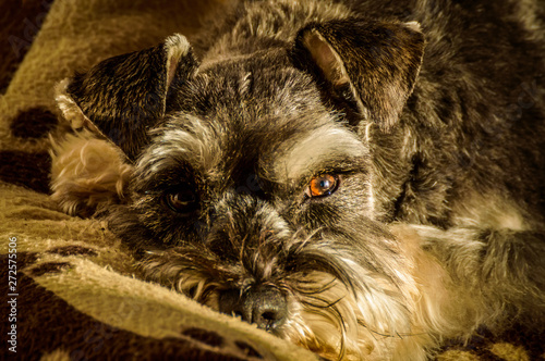 Salt Peper Minature Schnauzer Dog