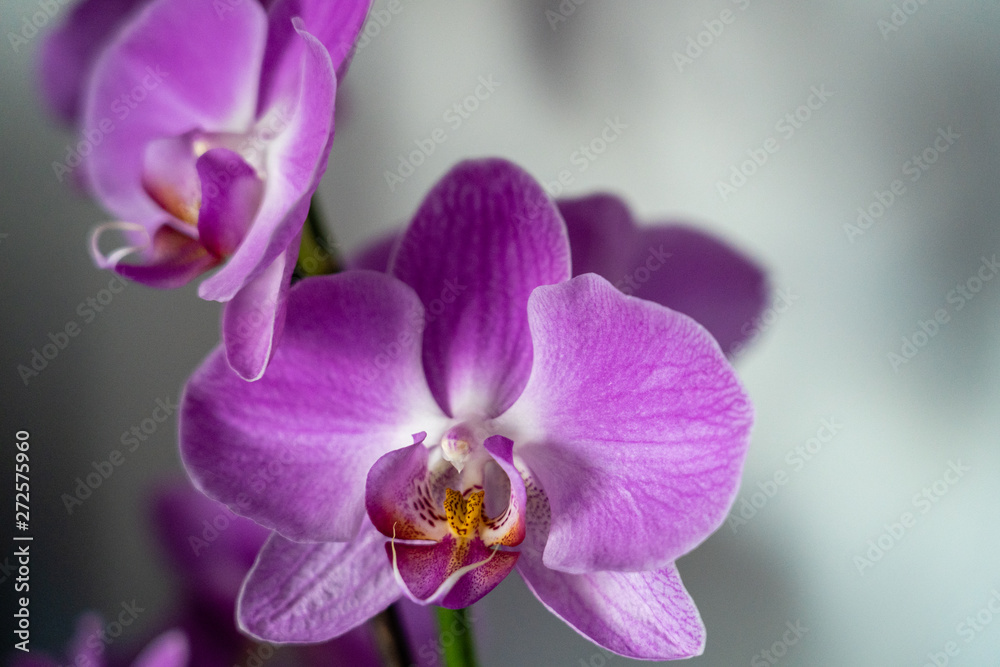 Purple orchid flower Purple orchid flower