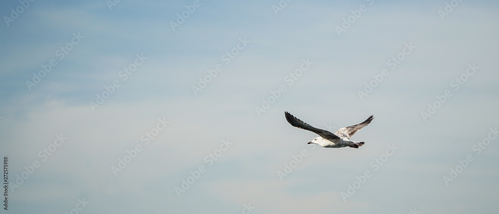 Seagull is flying over sea.