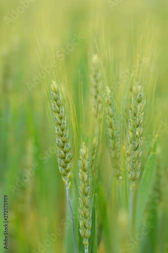 rye agriculture field green in summer cereal plants