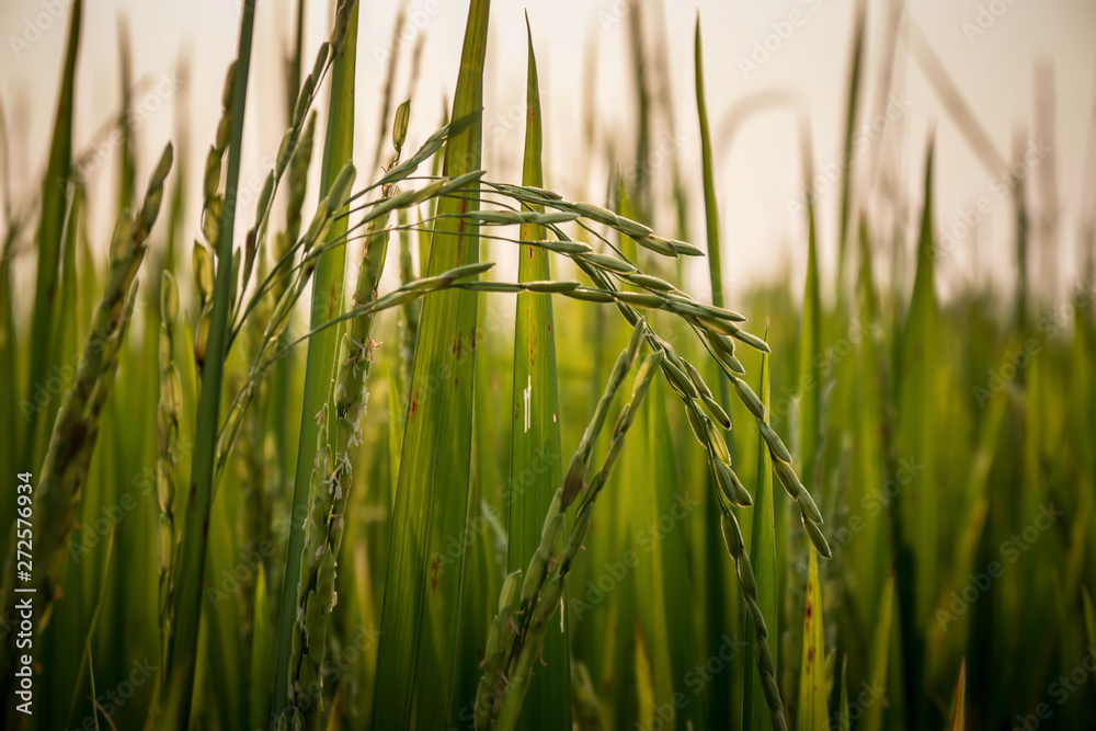 Obraz premium Close up green rice fields