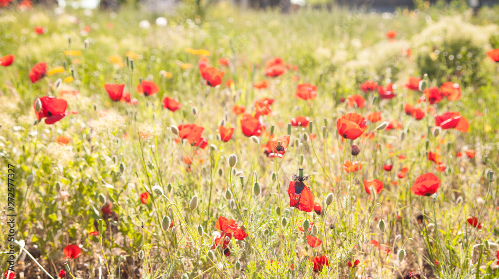 Fototapeta premium Red poppies during spring. Poppy field