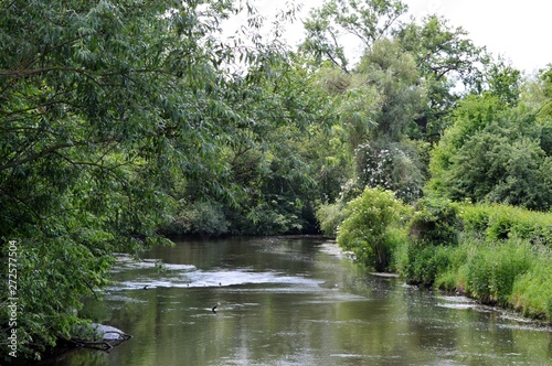 overgrown undisturbed floodplain with lots of vegetation