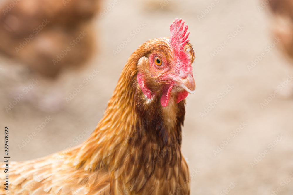 Red chicken looks into the frame. Closeup portrait of a hen.