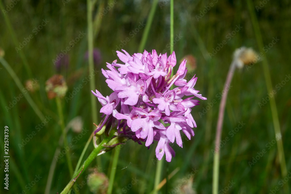 Fototapeta premium orchidea