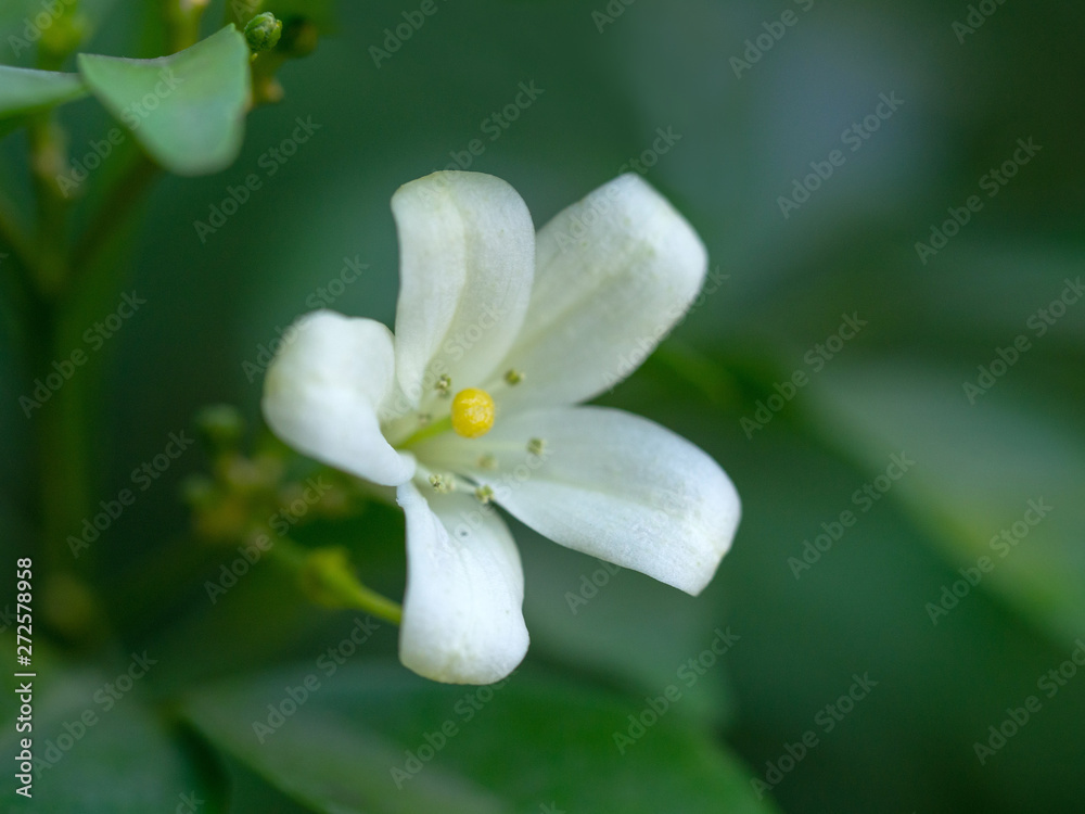 White flower of Orange Jessamine, Satin wood, Murraya exotica tree White flower of Orange Jessamine, Satin wood, Murraya exotica tree