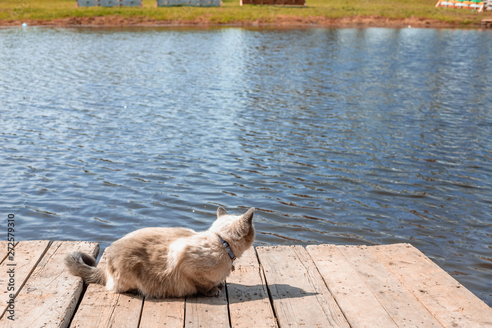 Obraz premium home cat with blue eyes on the pier, surrounded by water