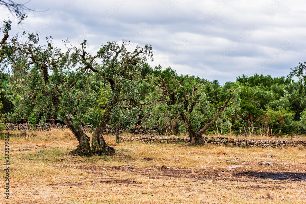 Ancient olive trees tell the story of our land. Puglia, Italy. Ancient olive trees tell the story of our land. Puglia, Italy.
