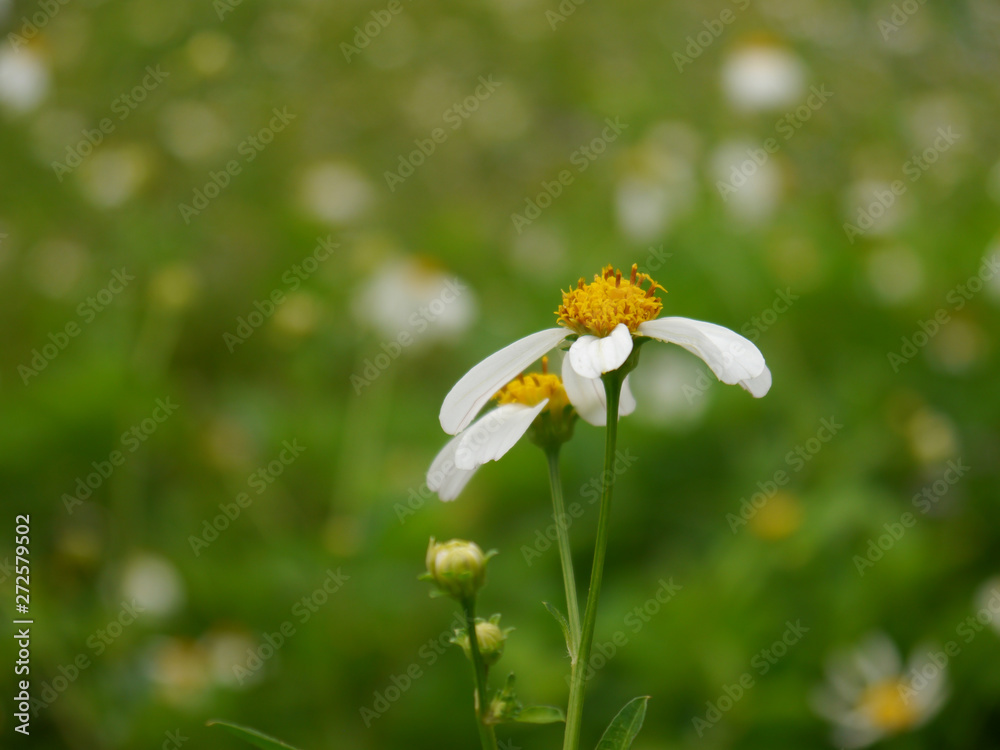 White wild flowers White wild flowers
