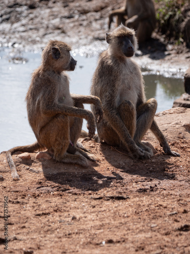 Baboons in Tsavo West National Park, Kenya