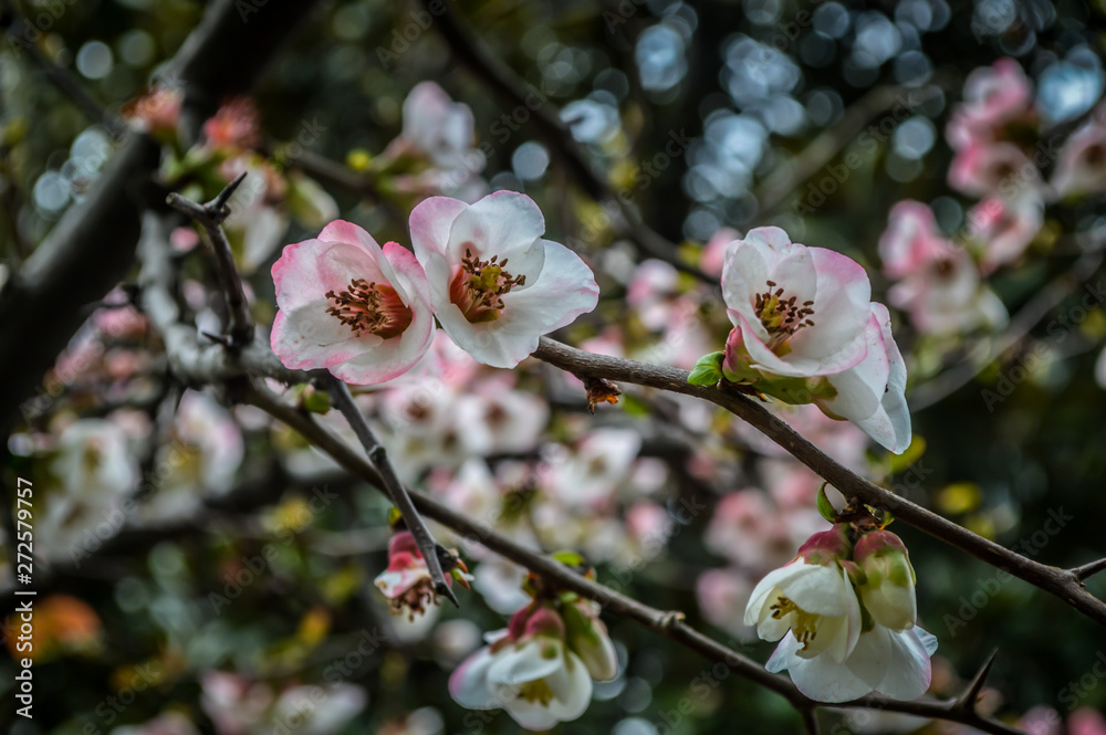 pink blossom flower pink blossom flower
