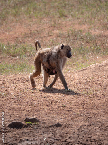 Baboons in Tsavo West National Park  Kenya