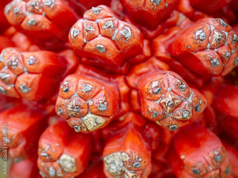  Beautiful tropical plant Pandanus tectorius,Big, red fruit of Pandanus tectorius, a kind of coastal plants