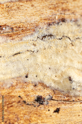 Mold in mushrooms on a wooden background