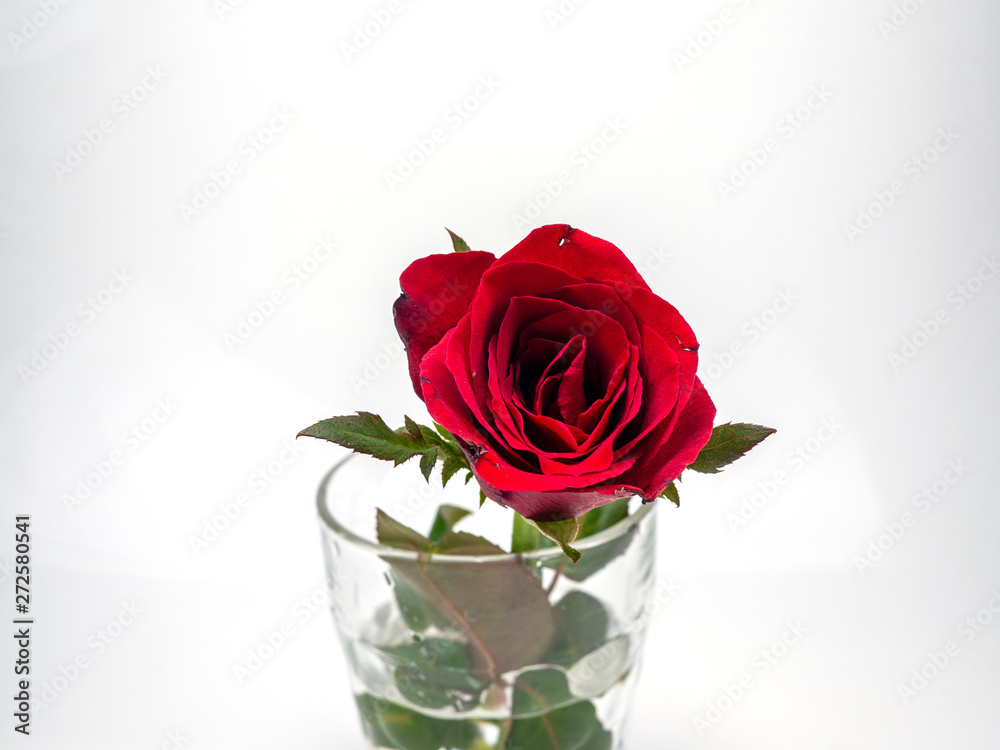 Close up of red roses in a glass on white background. Close up of red roses in a glass on white background.