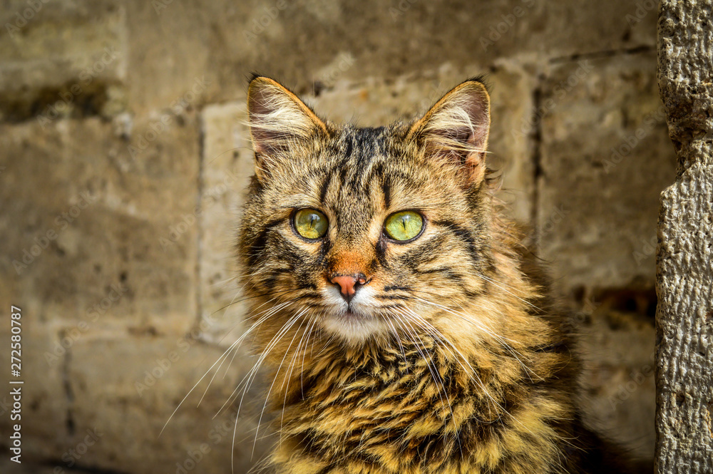Fototapeta premium Tortoiseshell cat staring