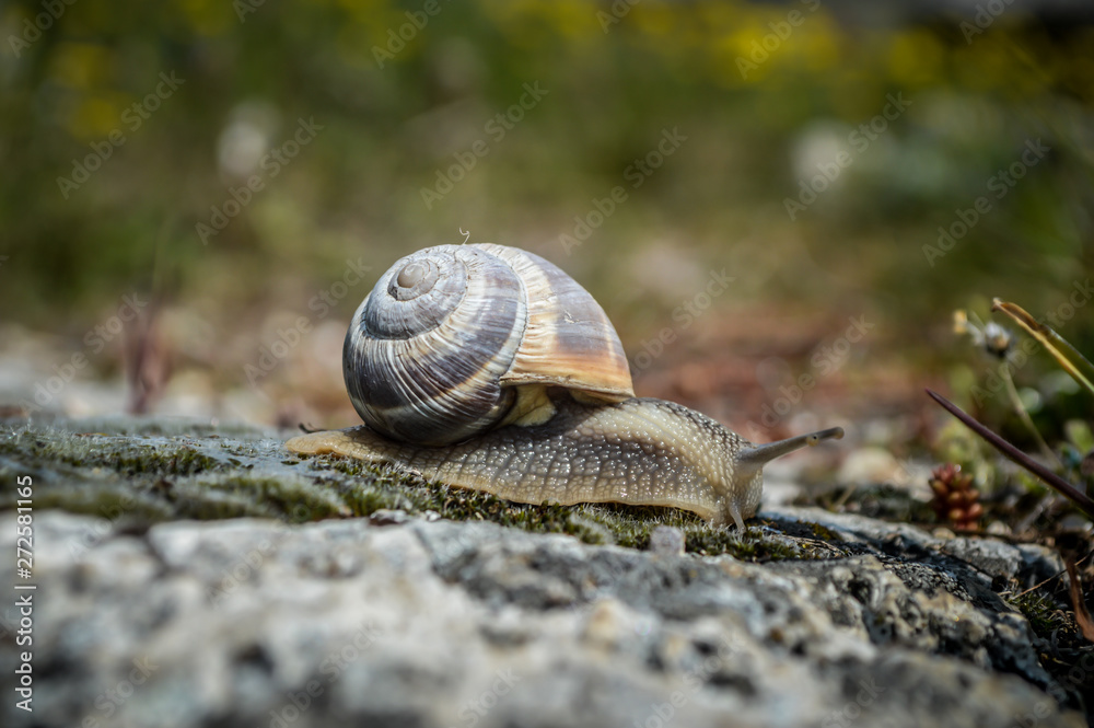 Snail at the cotton castle in Pemukkale Snail at the cotton castle in Pemukkale