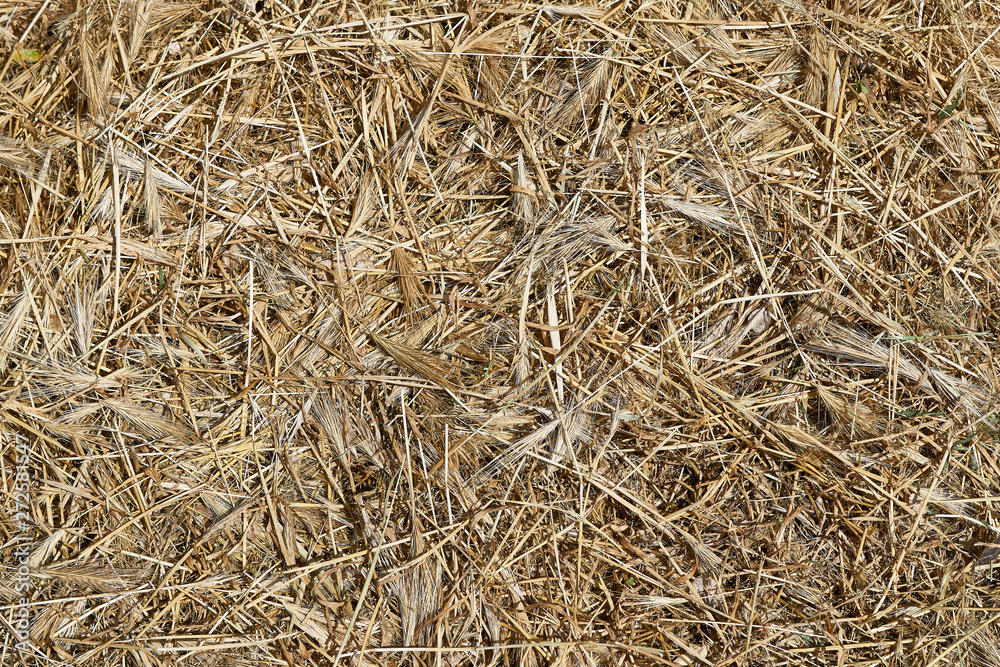 Dry yellow grass hay as background texture Dry yellow grass hay as background texture