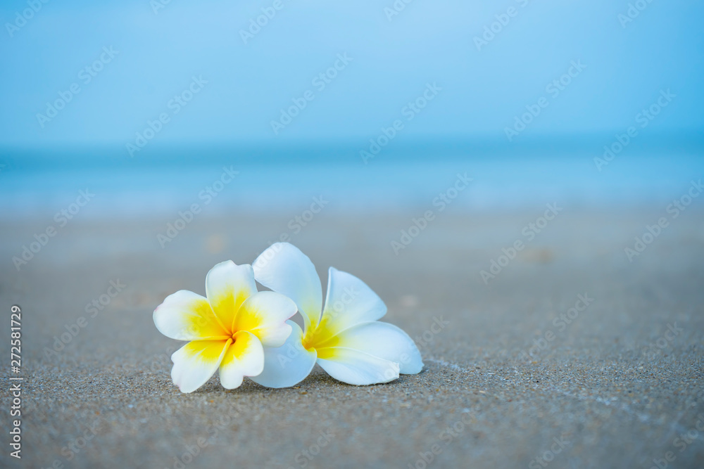 Close up yellow and white frangipani flower Close up yellow and white frangipani flower