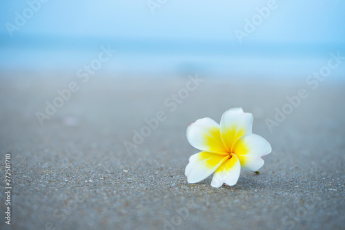 Close up yellow and white frangipani flower © noppharat