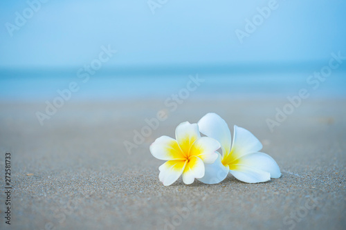 Close up yellow and white frangipani flower © noppharat