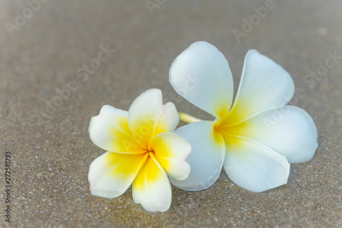 Close up yellow and white frangipani flower