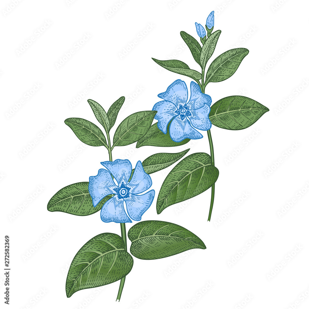 medical plant periwinkle. color sketch. stock vector | adobe stock