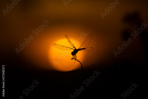 Silhouette of Dragonfly on grass.