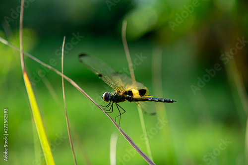 Dragonfly on dry grass